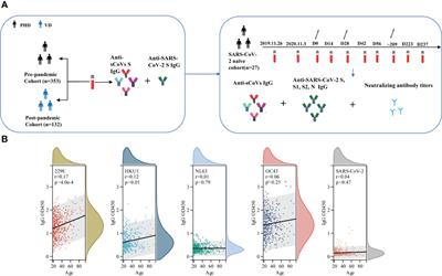 Effect of seasonal coronavirus immune imprinting on the immunogenicity of inactivated COVID-19 vaccination